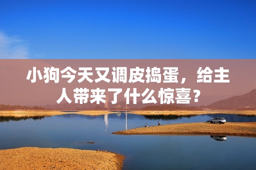 小狗今天又调皮捣蛋，给主人带来了什么惊喜？